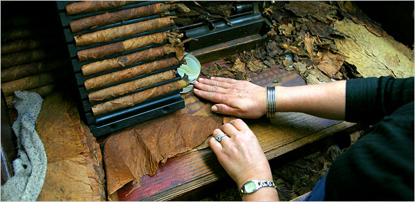 man rolling cigars on event